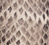 Roccia Serpente